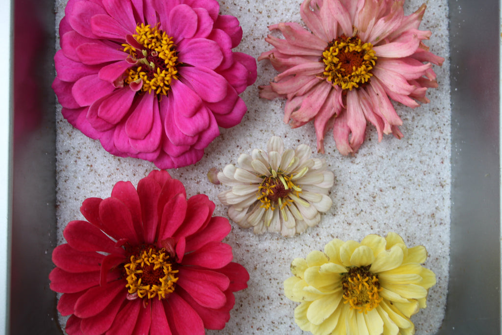 ZINNIA FLOWER GARDEN