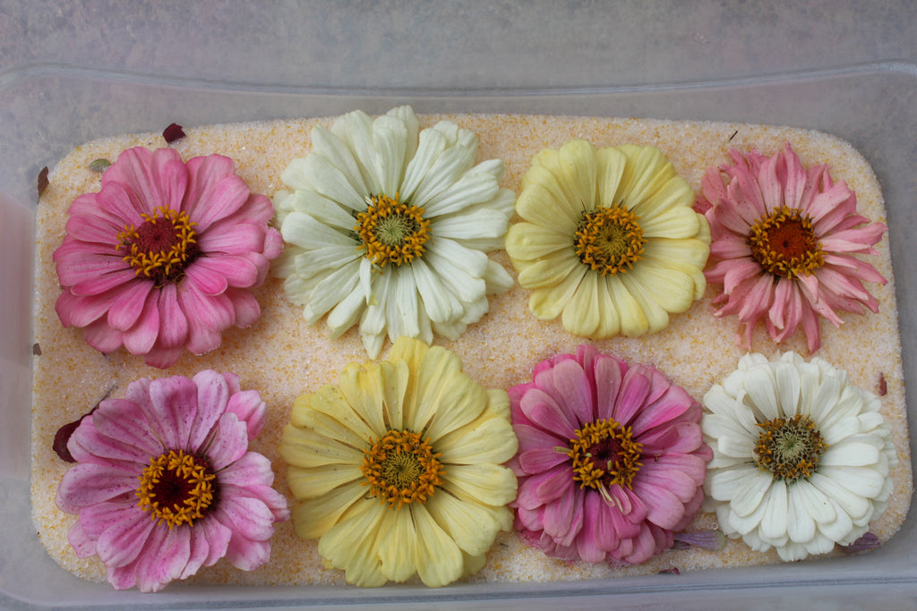 ZINNIA FLOWER GARDEN