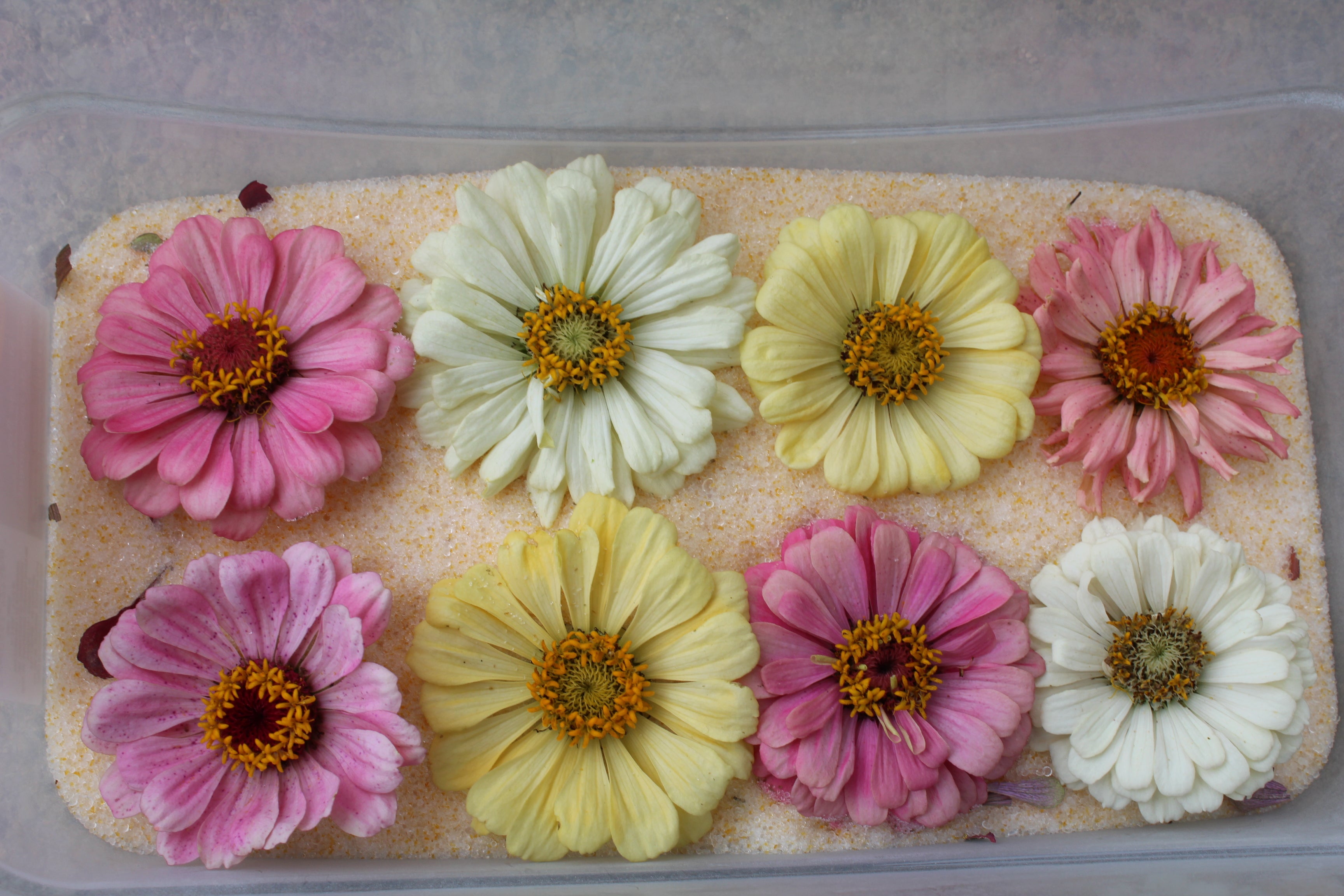 ZINNIA FLOWER GARDEN