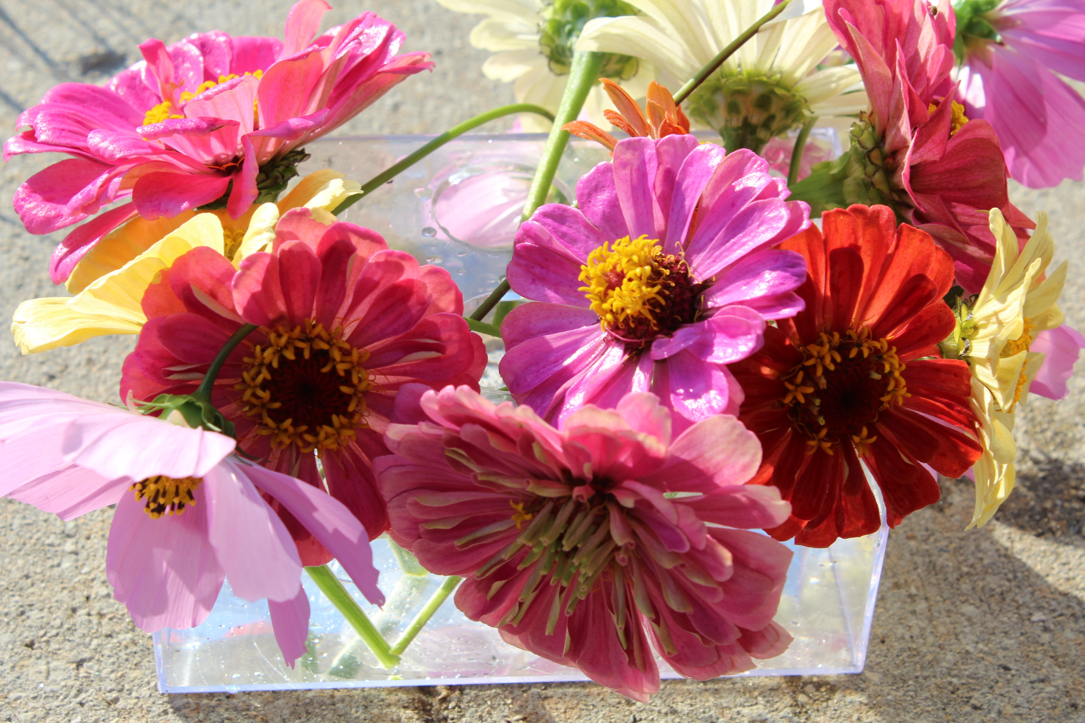 ZINNIA FLOWER GARDEN